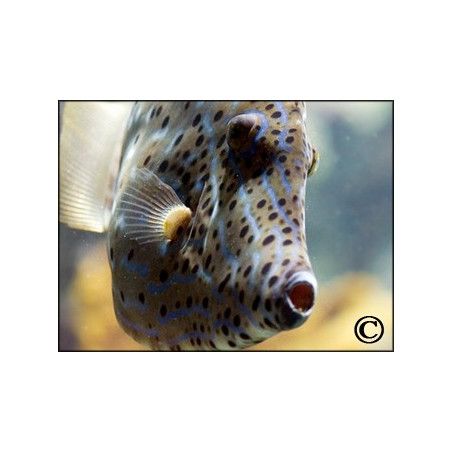 Aluterus scriptus