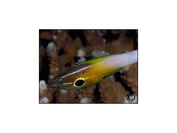 Labropsis alleni