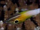 Labropsis alleni