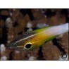 Labropsis alleni