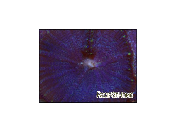 Rhodactis inchoata bleu