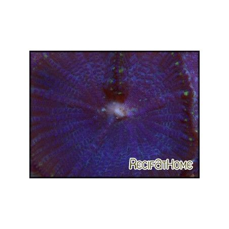 Rhodactis inchoata bleu