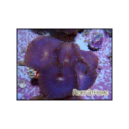 Rhodactis inchoata bleu