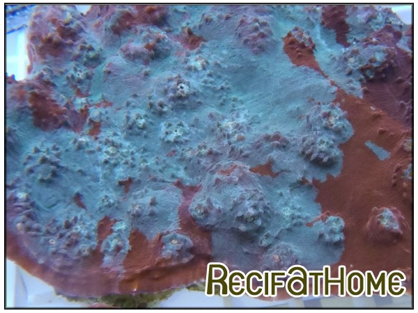 Oxypora vert et rouge