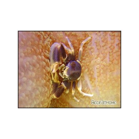 Neopetrolites maculatus