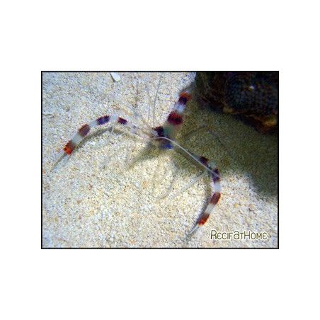 Stenopus hispidus