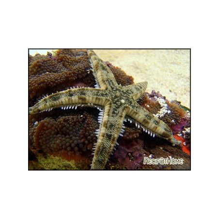 Archaster typicus