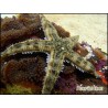 Archaster typicus