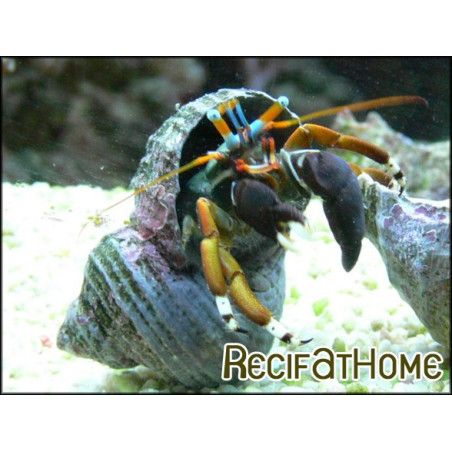 Calcinus laevimanus