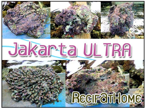 Pierres vivantes JAKARTA ultra 25kg environ
