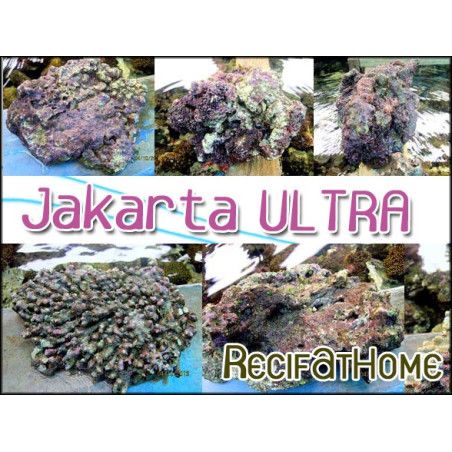 Pierres vivantes JAKARTA ultra 25kg environ