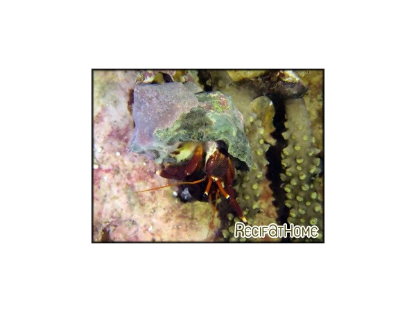 Calcinus elegans