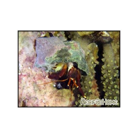 Calcinus elegans