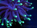 Euphyllia glabrescens toxic green