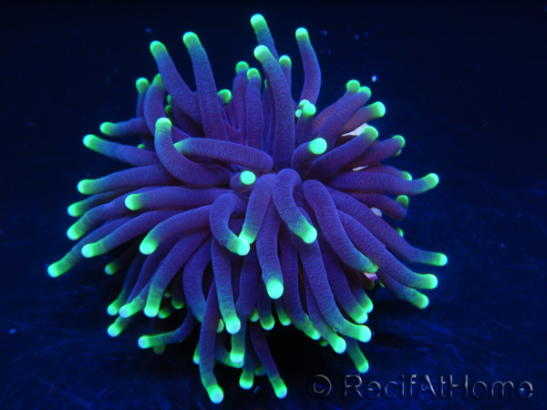 Euphyllia glabrescens toxic green