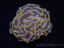 Euphyllia paraancora Orange ultra