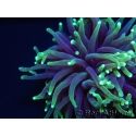 Euphyllia glabrescens toxic green ultra S