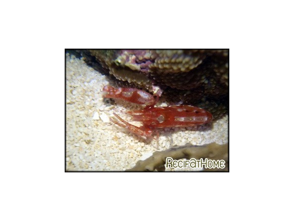 Alpheus armatus