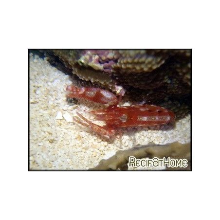 Alpheus armatus