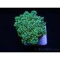 Euphyllia yaeyamaensis vert ultra indo S