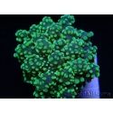 Euphyllia yaeyamaensis vert ultra indo S