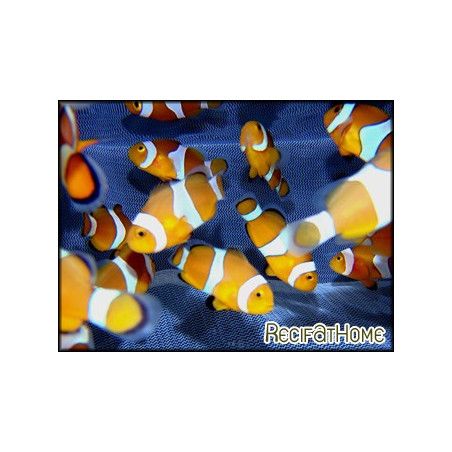 Amphiprion ocellaris Elevage FRANCE