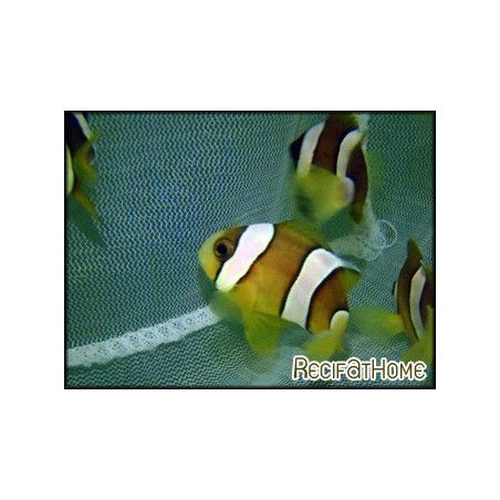 Amphiprion clarkii Elevage FRANCE