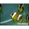 Amphiprion clarkii Elevage FRANCE
