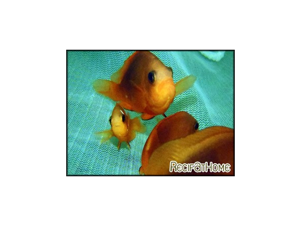 Amphiprion ephippium