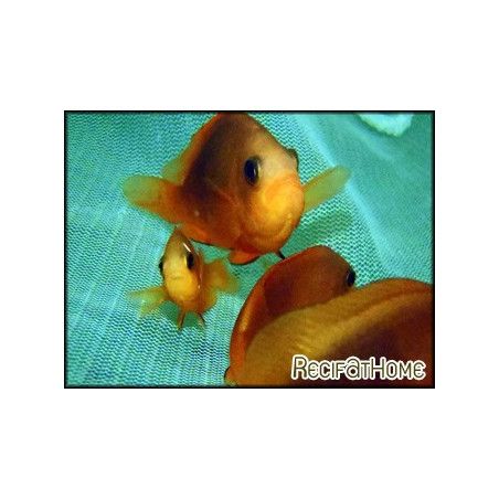 Amphiprion ephippium