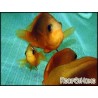 Amphiprion ephippium