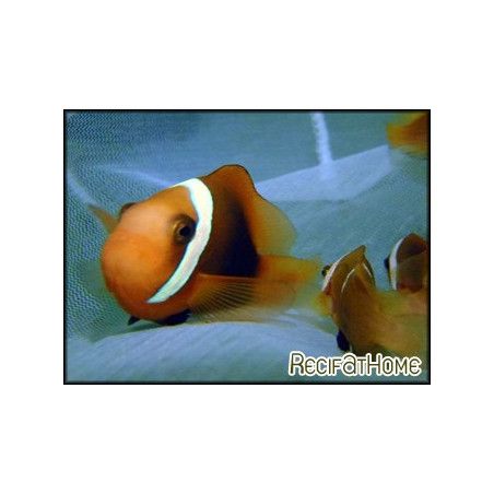 Amphiprion melanopus Elevage FRANCE