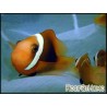 Amphiprion melanopus Elevage FRANCE