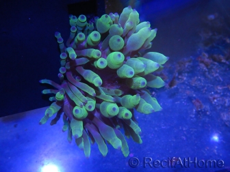Entacmaea quadricolor verte élevage mers