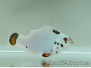 Amphiprion ocellaris platinium Storm élevage Bali aquarich