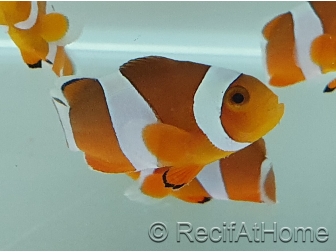 Amphiprion Ocellaris 2-3 cm élevage Bali aquarich
