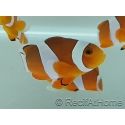 Amphiprion Ocellaris 2-3 cm élevage Bali aquarich