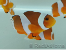 Amphiprion Ocellaris 2-3 cm élevage Bali aquarich