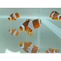 Amphiprion Ocellaris 2-3 cm élevage Bali aquarich