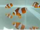 Amphiprion Ocellaris 2-3 cm élevage Bali aquarich