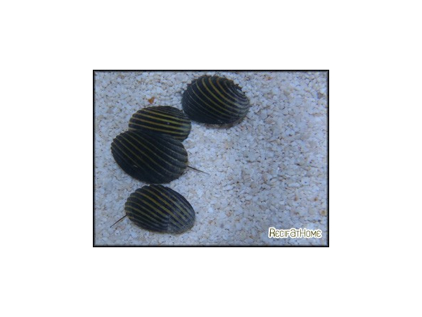 Nerita sp.