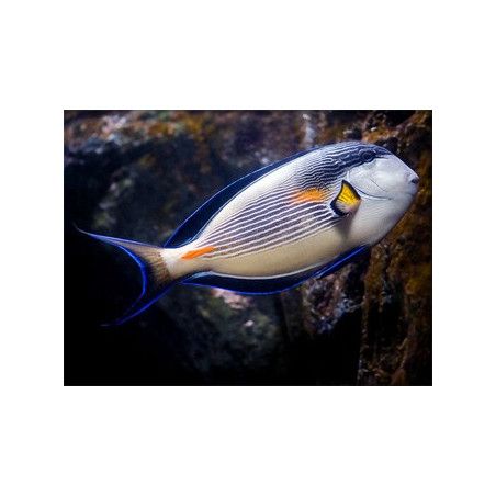 Acanthurus sohal