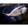 Acanthurus sohal