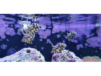 Acreichthys tomentosus ELEVAGE France M MERS 