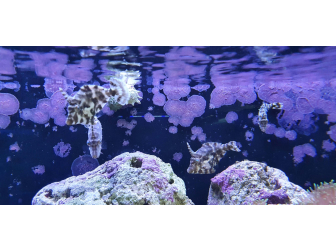 Acreichthys tomentosus ELEVAGE France M MERS 
