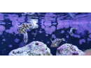 Acreichthys tomentosus ELEVAGE France M MERS 