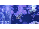 Acreichthys tomentosus ELEVAGE France M MERS 