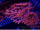 Entacmaea quadricolor rouge M Elevage MERS 