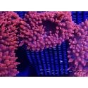 Entacmaea quadricolor rouge M Elevage MERS 