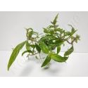Staurogyne repens plante eau douce